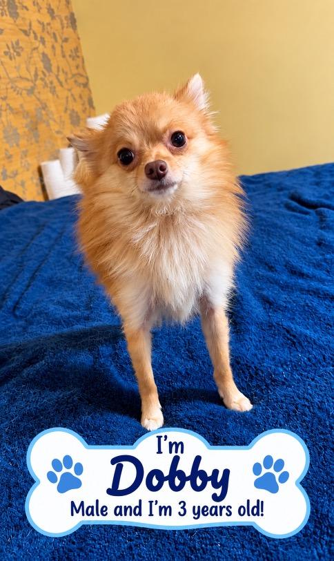 Enlarge Dobby, a Adoptable Chihuahua in Westport, CT image 1/1