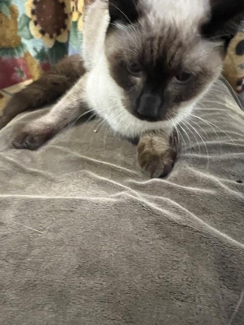 Christian, Adoptable, Young Female Siamese & Domestic Short Hair.