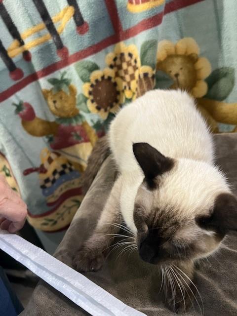 Enlarge Christian, an adopted mixed breed in Tarrytown, NY image 5/6