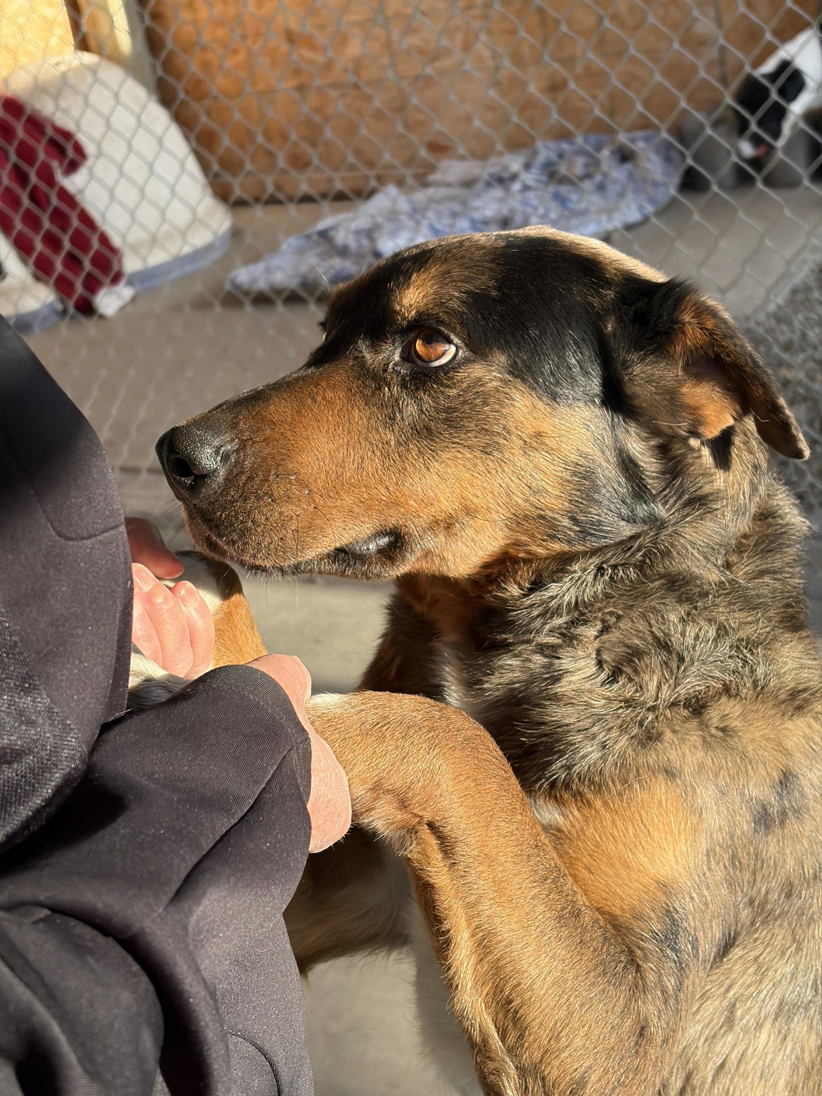 Enlarge Franklin, a Adoptable Mixed Breed in Emmett, ID image 1/3