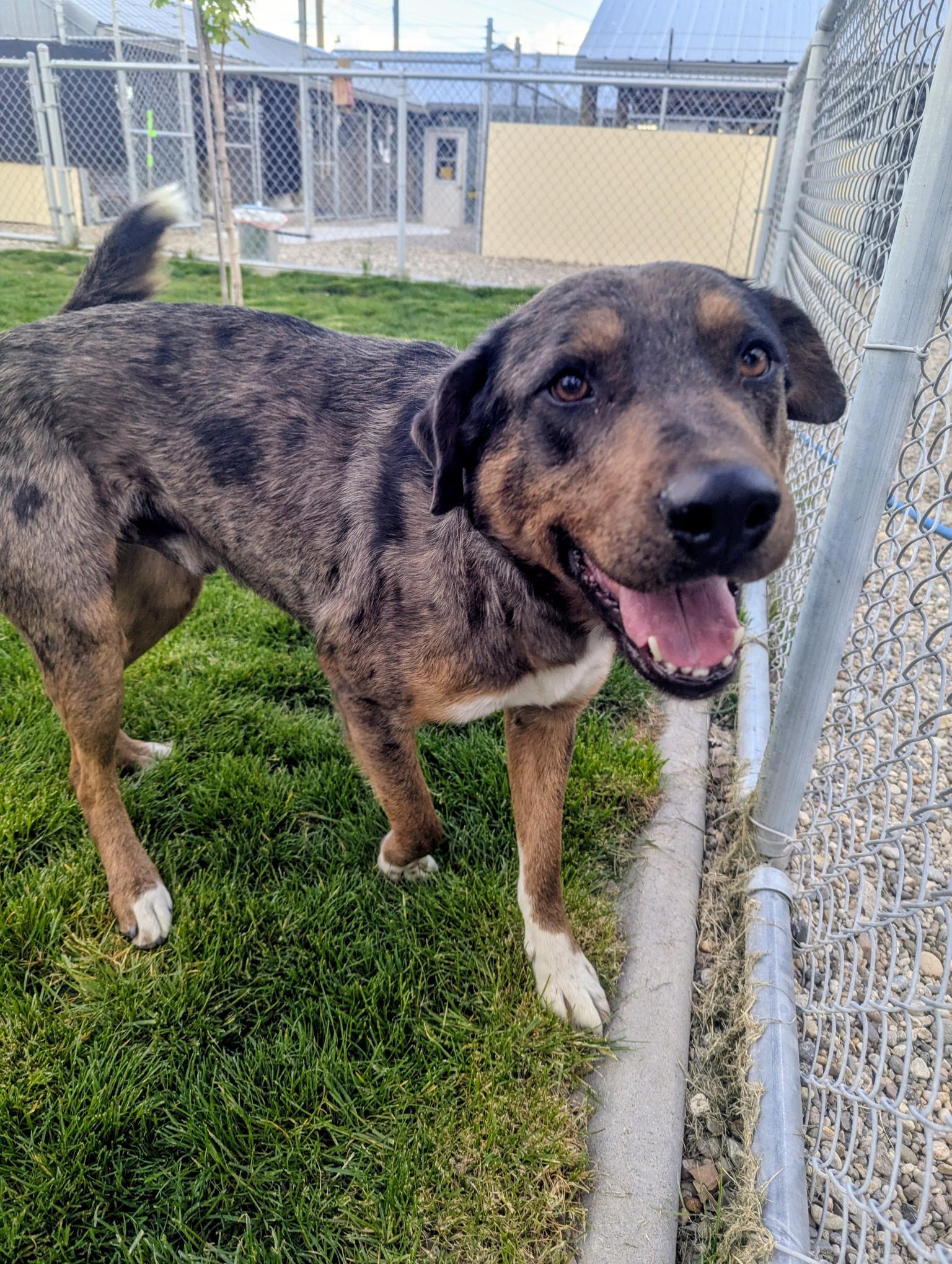 Enlarge Franklin, a Adoptable Mixed Breed in Emmett, ID image 2/3