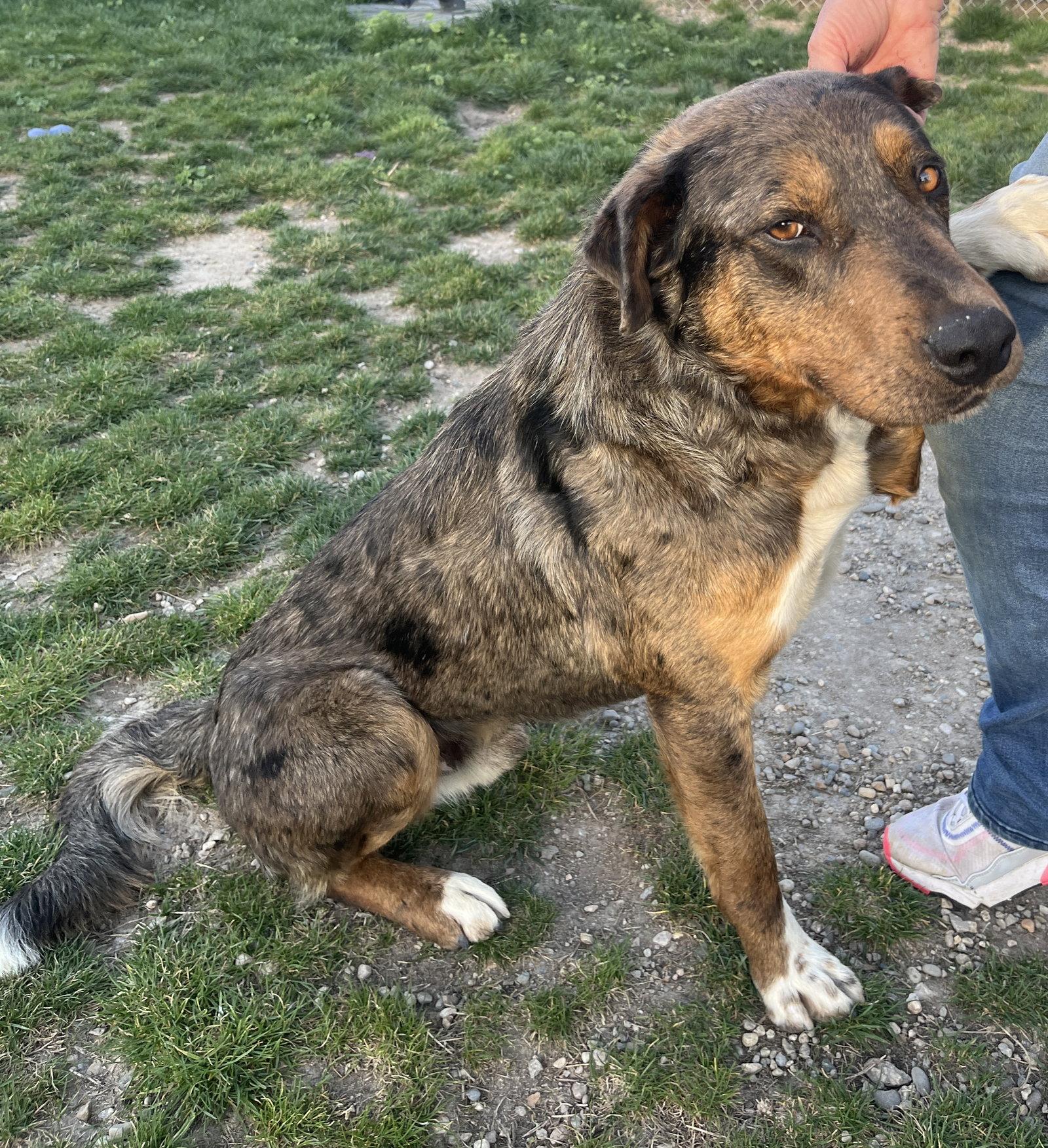 Enlarge Franklin, a Adoptable Mixed Breed in Emmett, ID image 3/3
