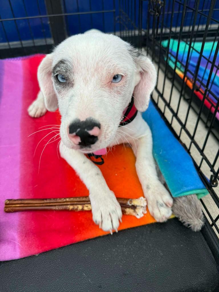 Enlarge Indie, a Adoptable mixed breed in CONROE, TX image 2/6