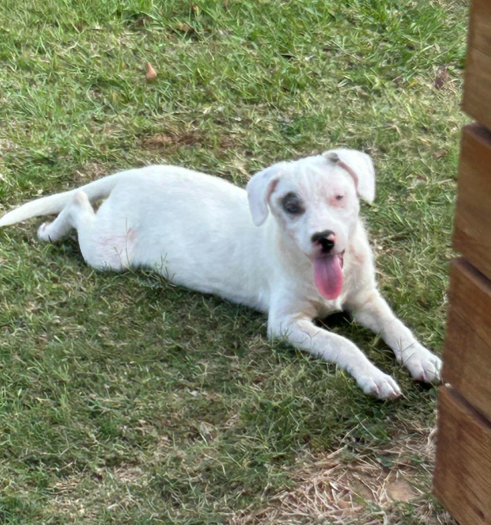 Enlarge Indie, a Adoptable mixed breed in CONROE, TX image 4/6