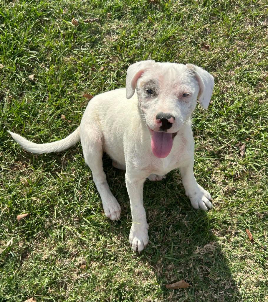 Enlarge Indie, a Adoptable mixed breed in CONROE, TX image 5/6
