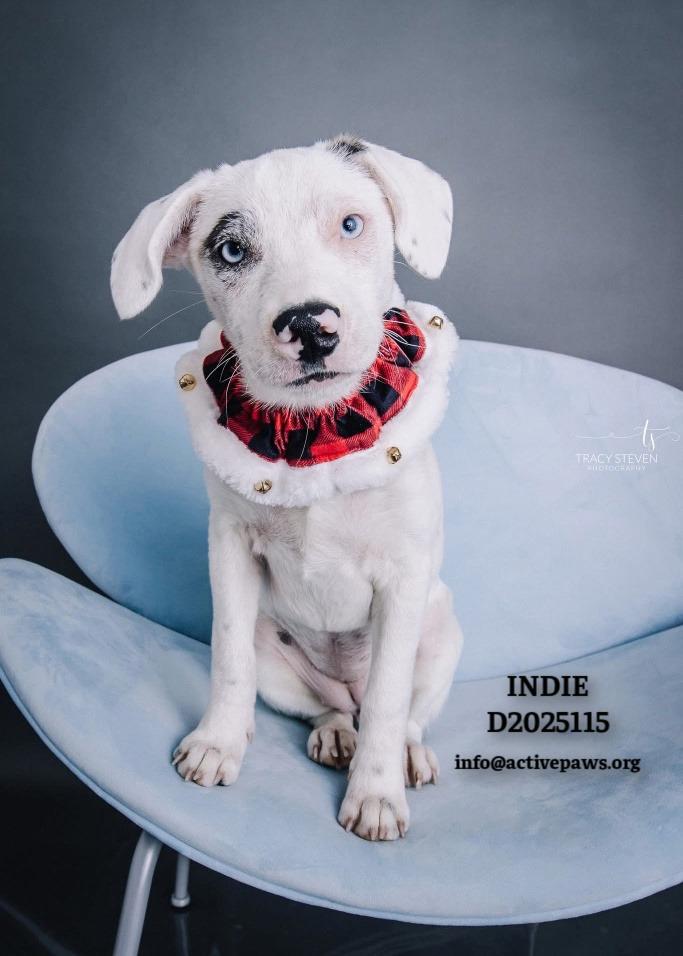 Enlarge Indie, a Adoptable mixed breed in CONROE, TX image 6/6