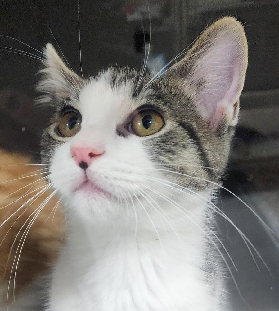 Marble, Adoptable, Kitten Female Domestic Short Hair.