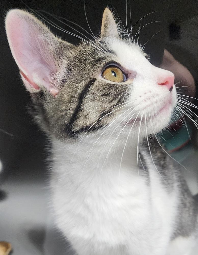 Enlarge Marble, a Adoptable Domestic Short Hair in Anoka, MN image 2/3