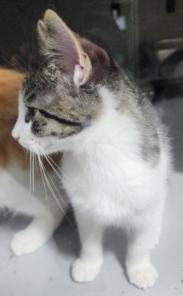 Enlarge Marble, a Adoptable Domestic Short Hair in Anoka, MN image 3/3