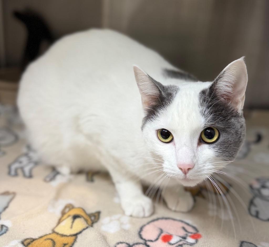 Enlarge Marshalita, a Adoptable Domestic Short Hair in Columbus, NE image 1/1
