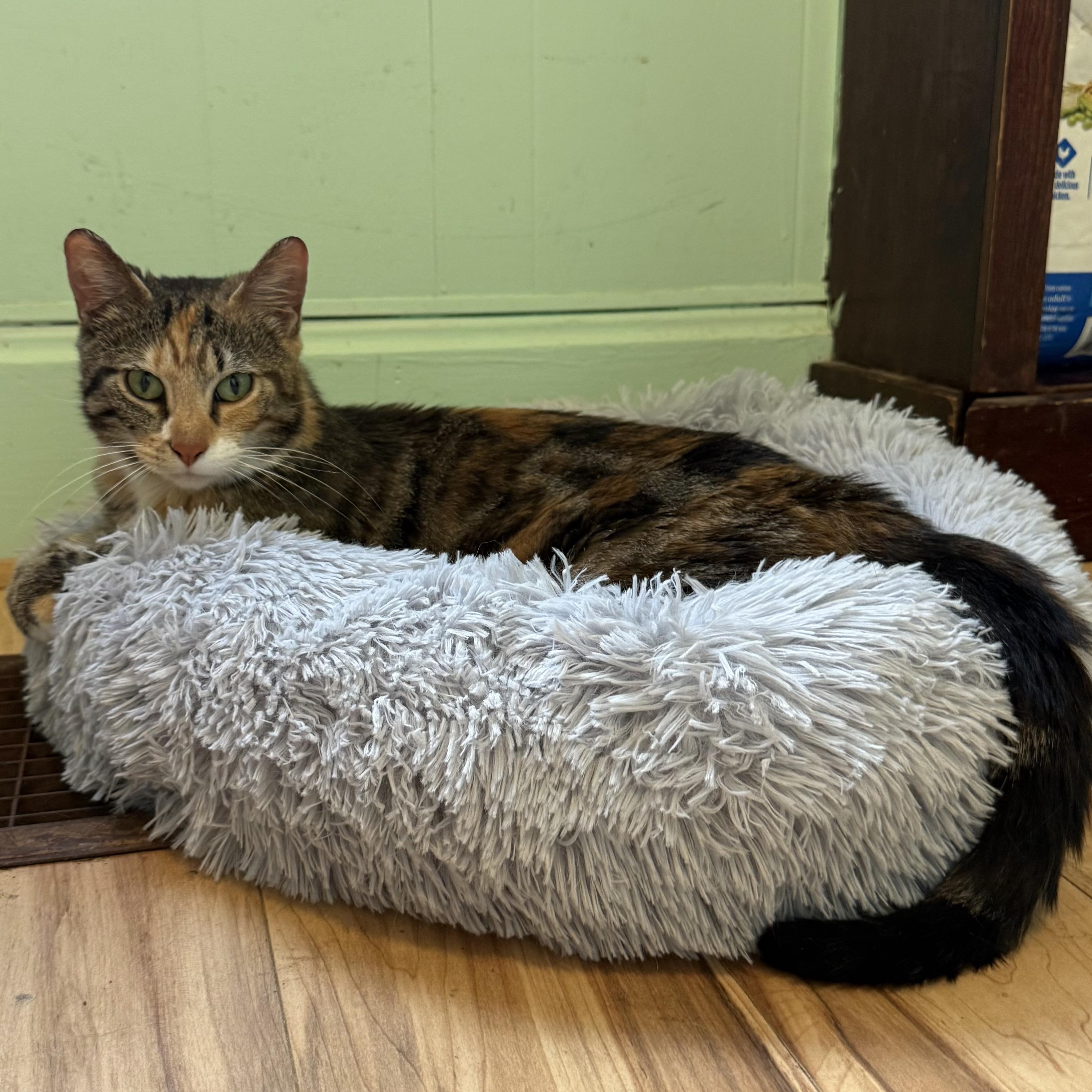 Button, ADOPTABLE, Adult Female Torbie.