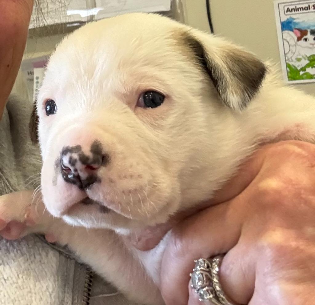 Enlarge Lucy, a Adoptable Pit Bull Terrier in Little Elm, TX image 2/2