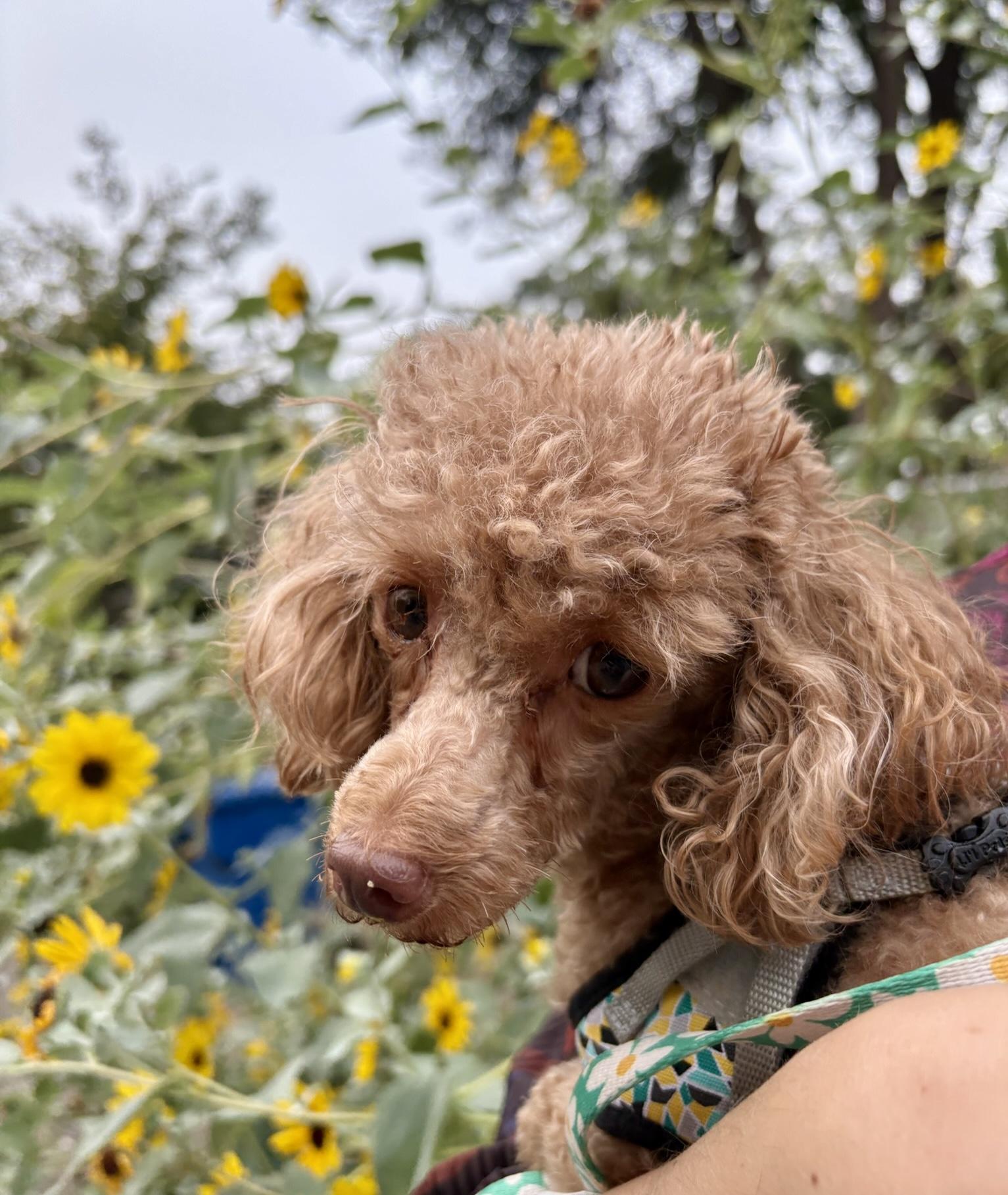 Enlarge Blossom, a Adopted Poodle (Toy) in Atlanta, GA image 4/5