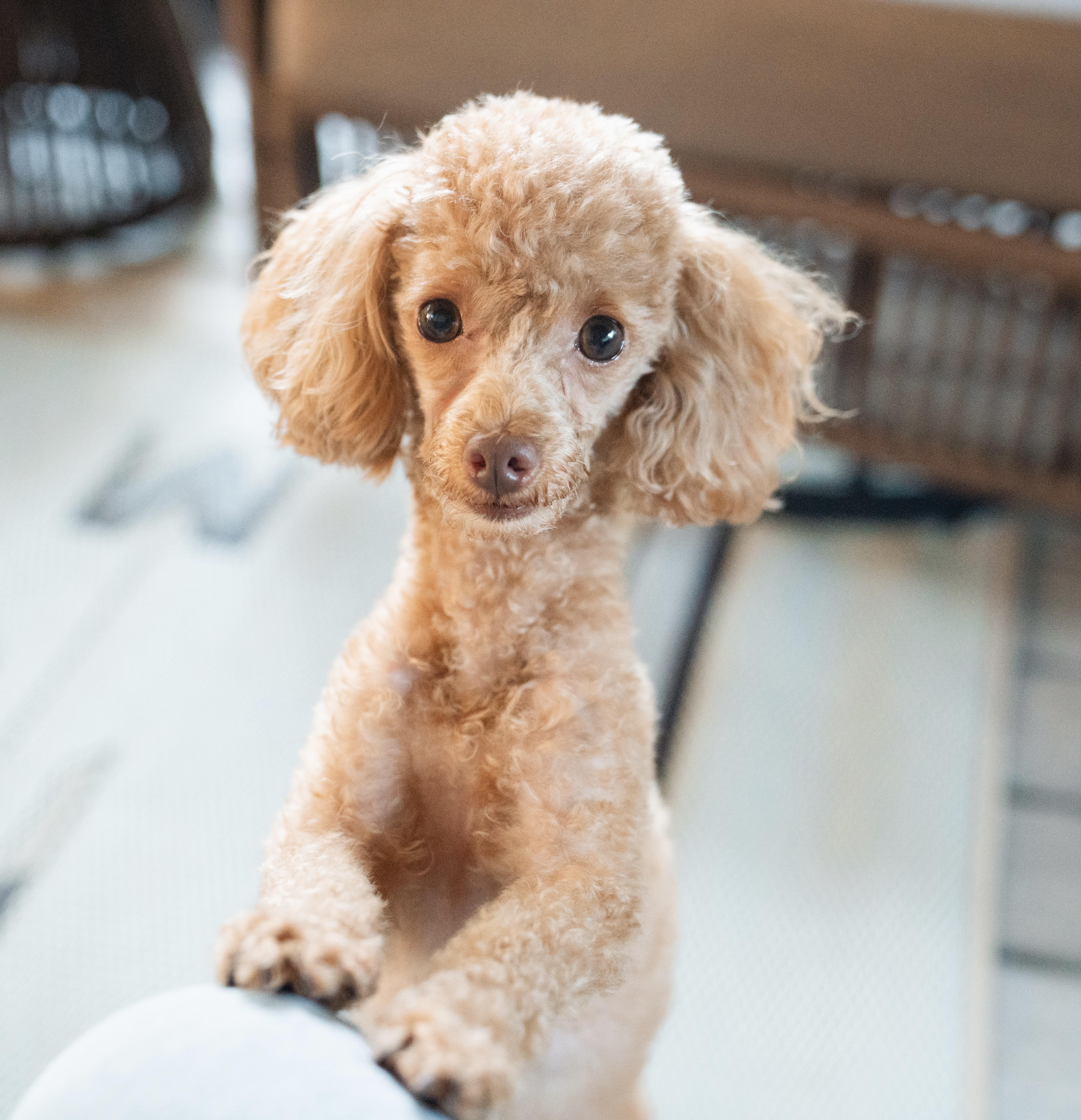 Blossom, Adopted, Young Female Poodle (Toy).
