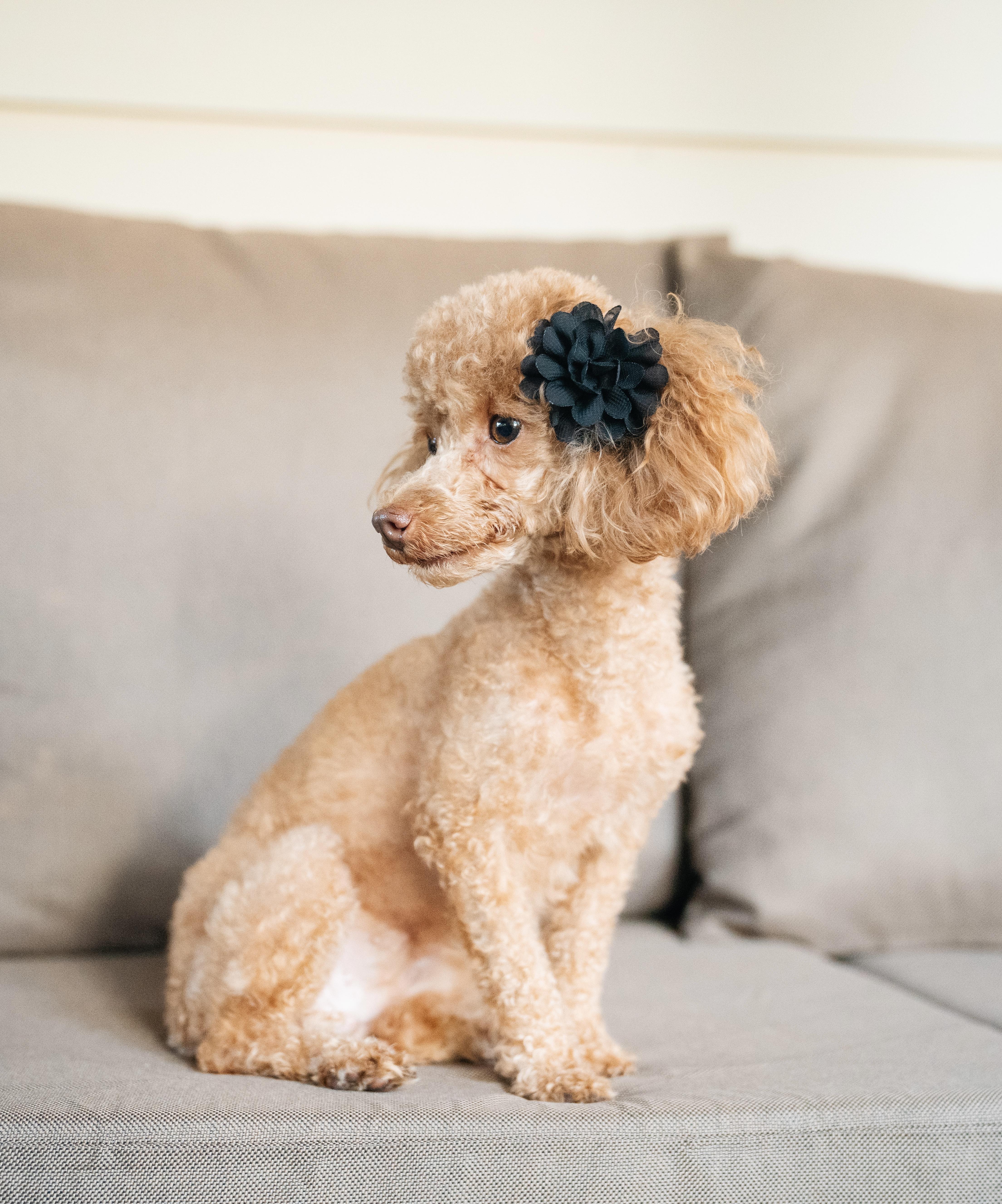 Enlarge Blossom, a Adopted Poodle (Toy) in Atlanta, GA image 3/5