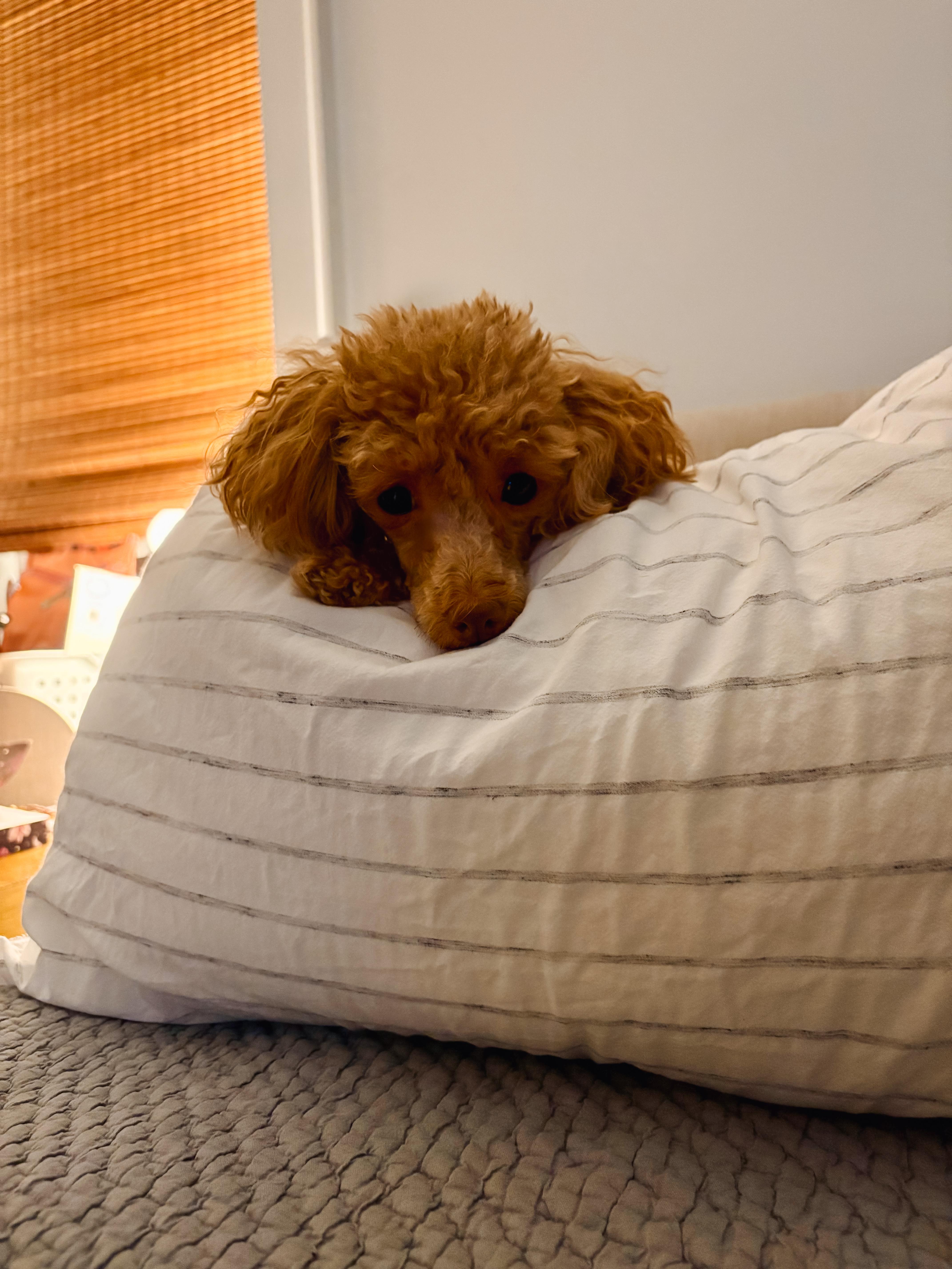 Enlarge Blossom, a Adopted Poodle (Toy) in Atlanta, GA image 5/5