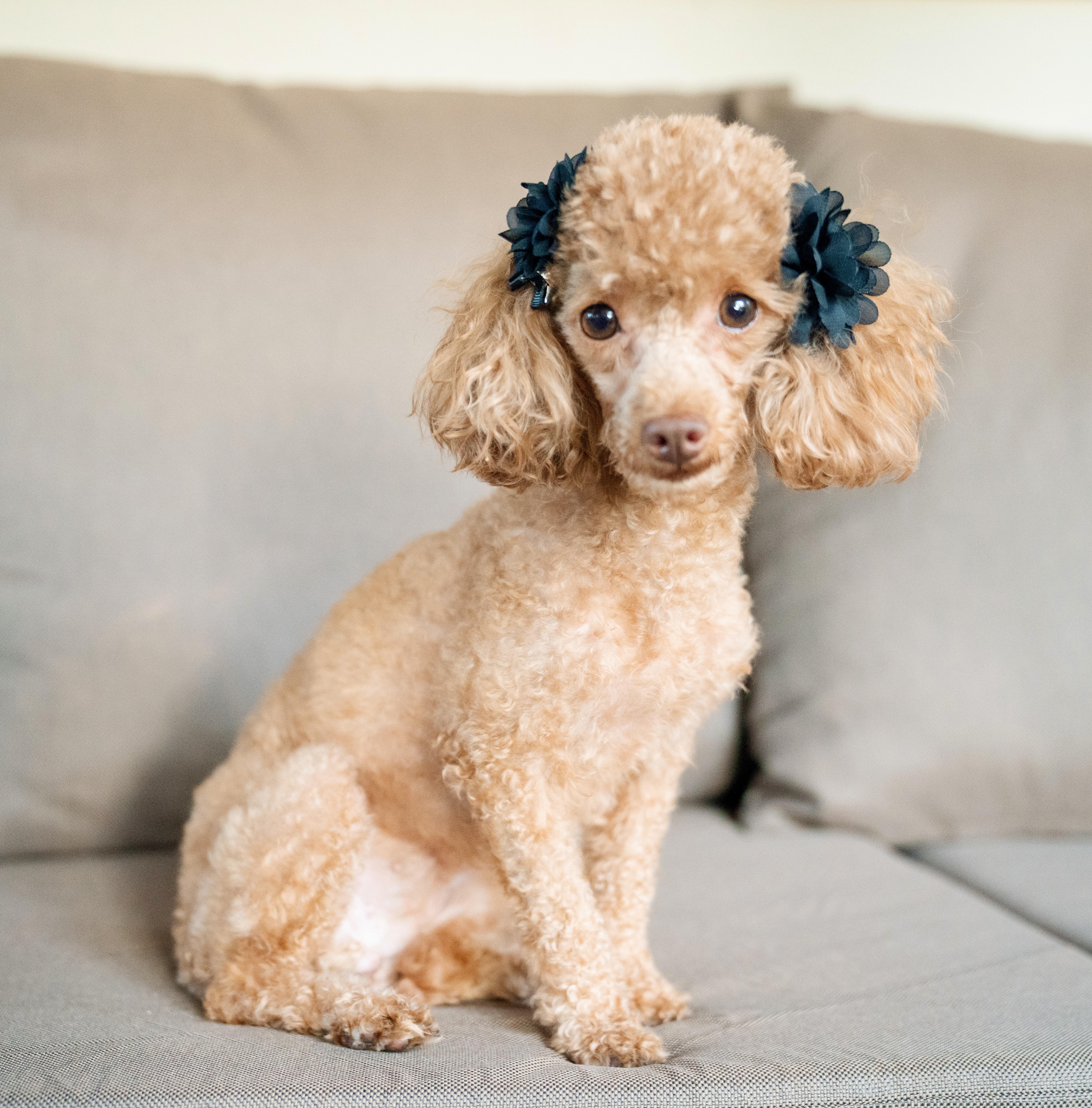 Enlarge Blossom, a Adopted Poodle (Toy) in Atlanta, GA image 2/5