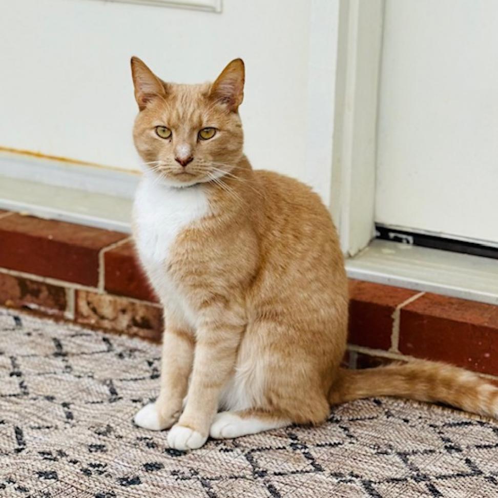 Enlarge Ziggy, a Adoptable Domestic Short Hair in Lynchburg, VA image 1/2