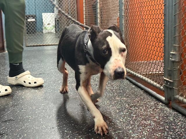 Remy - Looking for her hero human!, ADOPTABLE, Adult Female Mixed Breed.