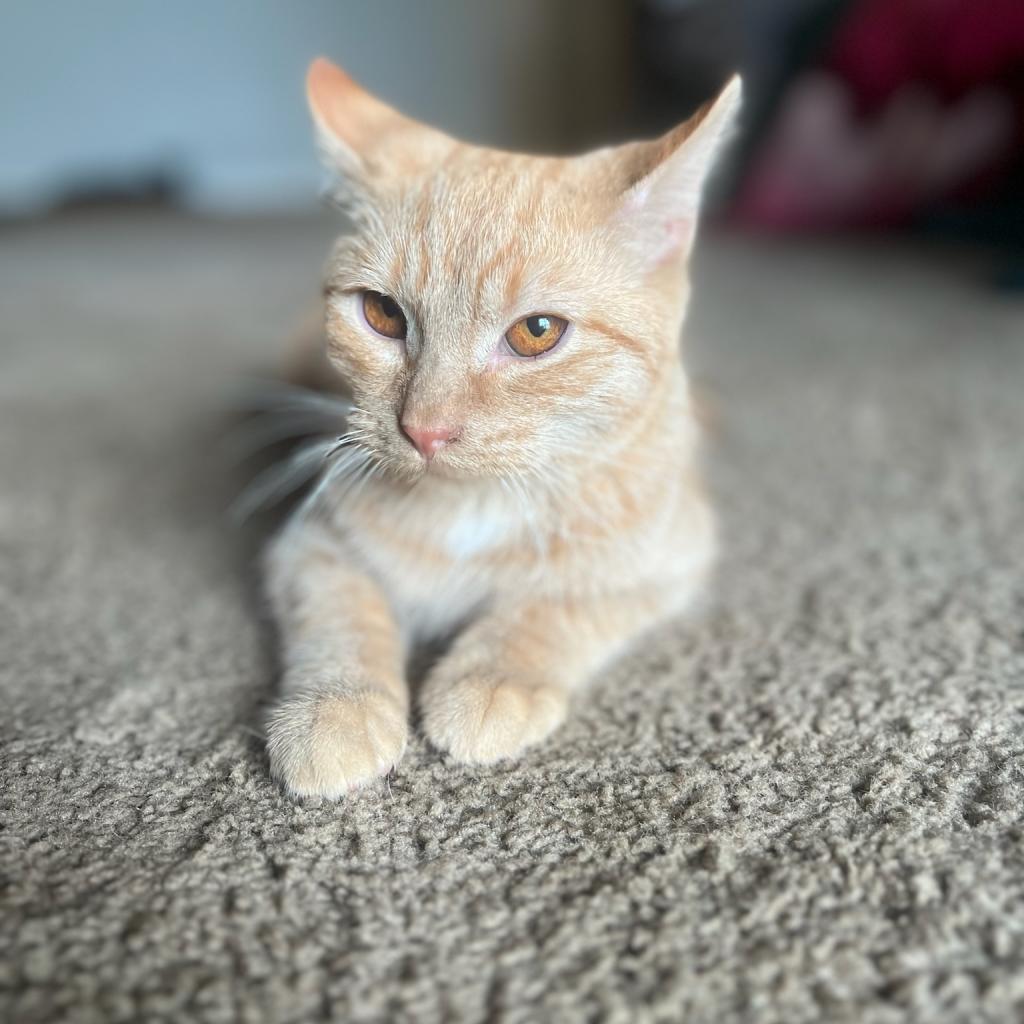 Ronald Weasley, Adoptable, Adult Male American Shorthair.