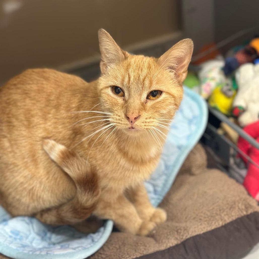 Enlarge Ronald Weasley, a Adoptable American Shorthair in Tipton, IN image 2/6