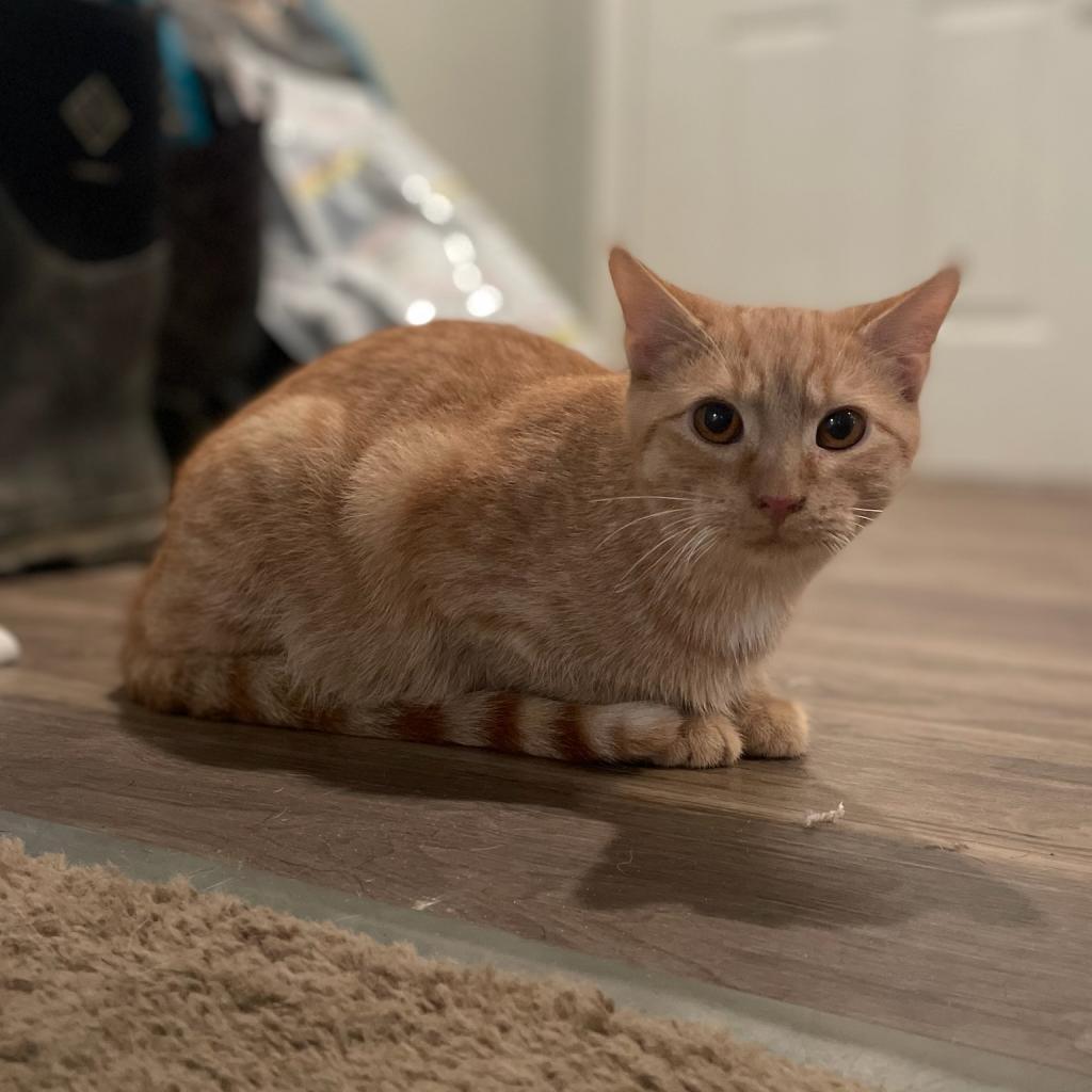 Enlarge Ronald Weasley, a Adoptable American Shorthair in Tipton, IN image 5/6