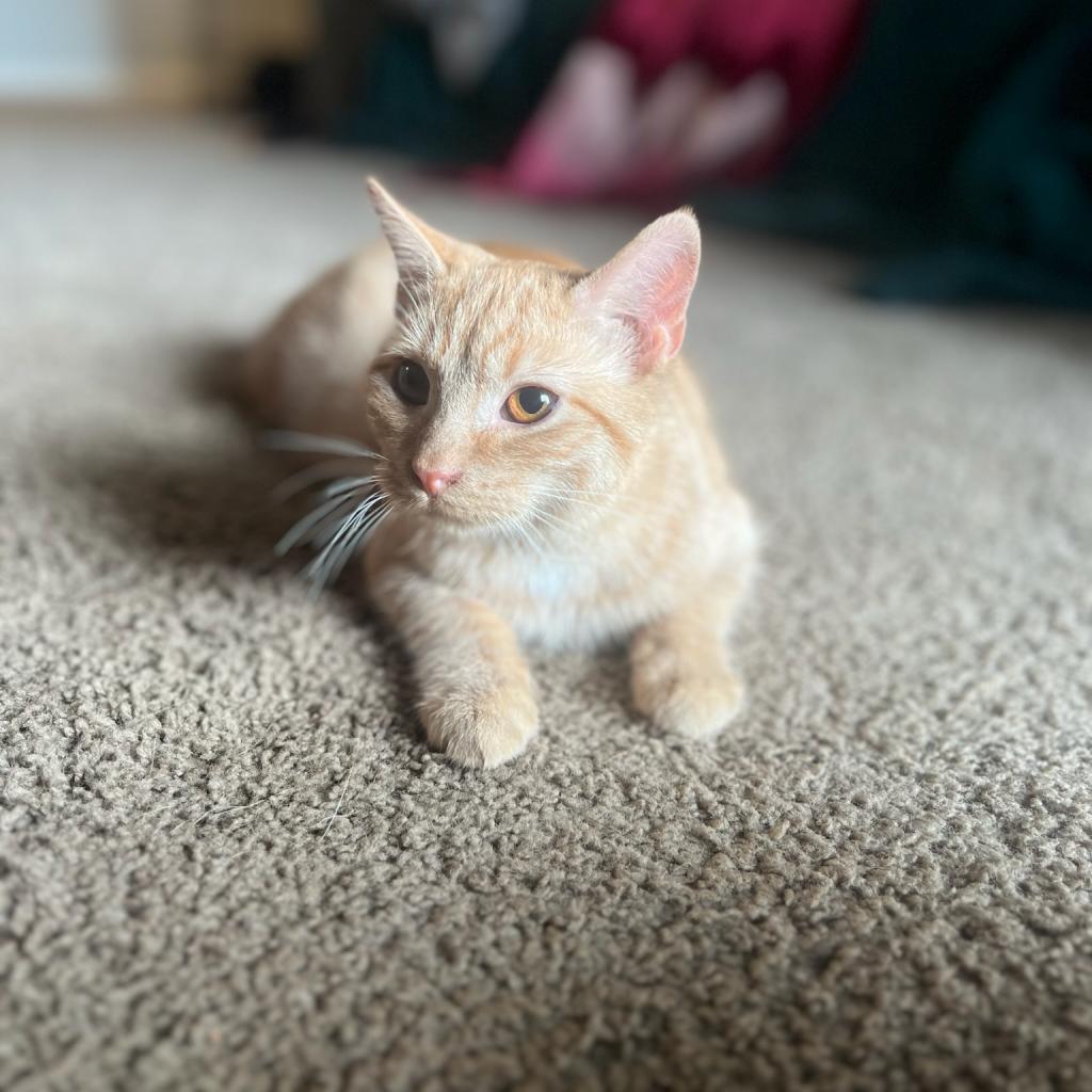Enlarge Ronald Weasley, a Adoptable American Shorthair in Tipton, IN image 6/6
