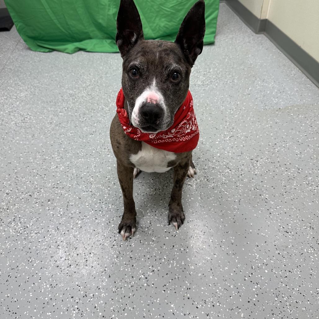 Lulu, Adoptable, Adult Female Terrier.