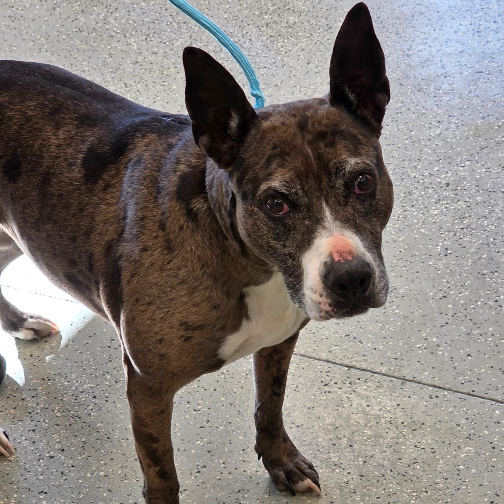 Lulu, Adoptable, Adult Female Terrier.