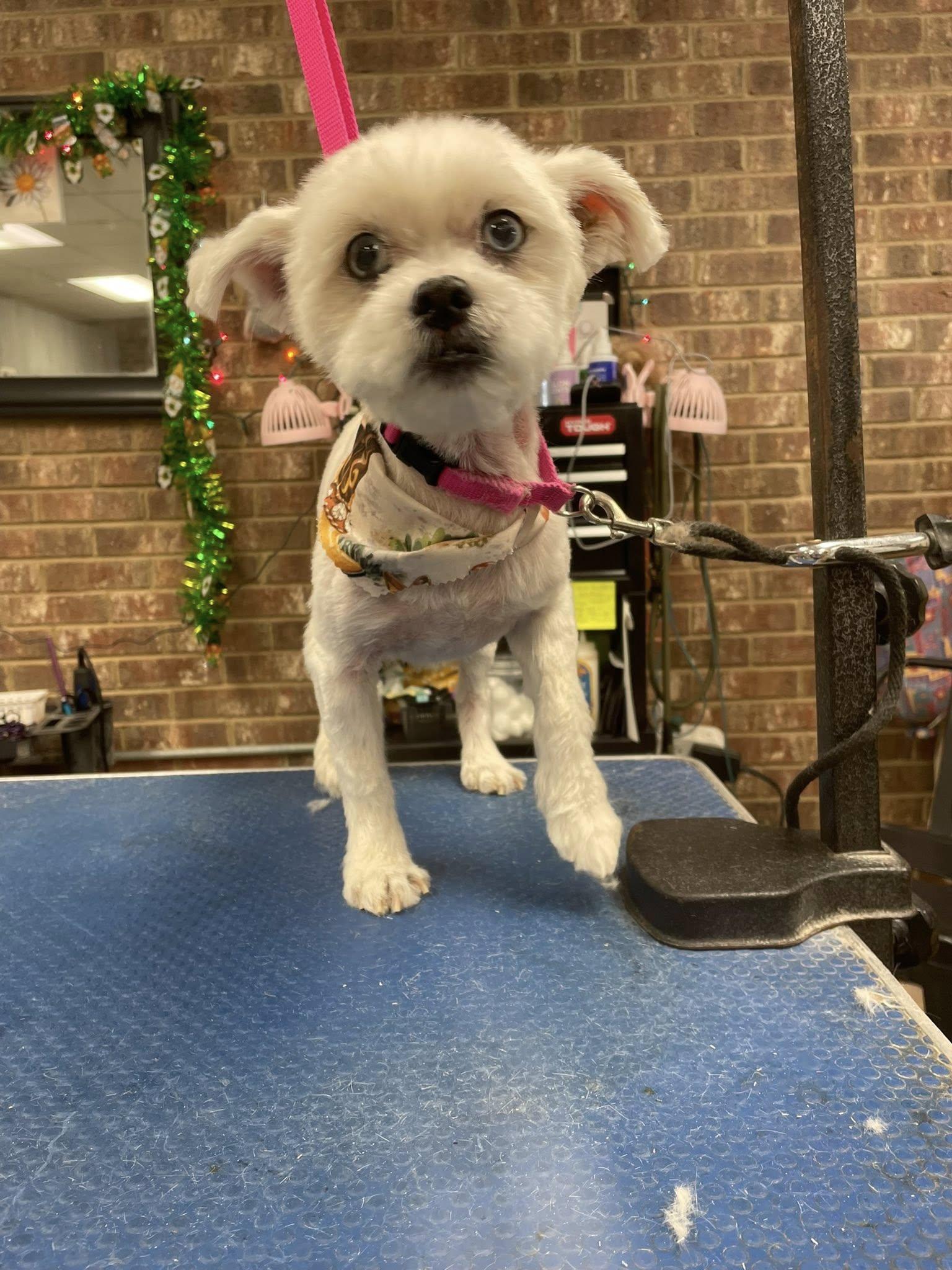 Bryce (Brice), ADOPTABLE, Adult Male Shih Tzu.