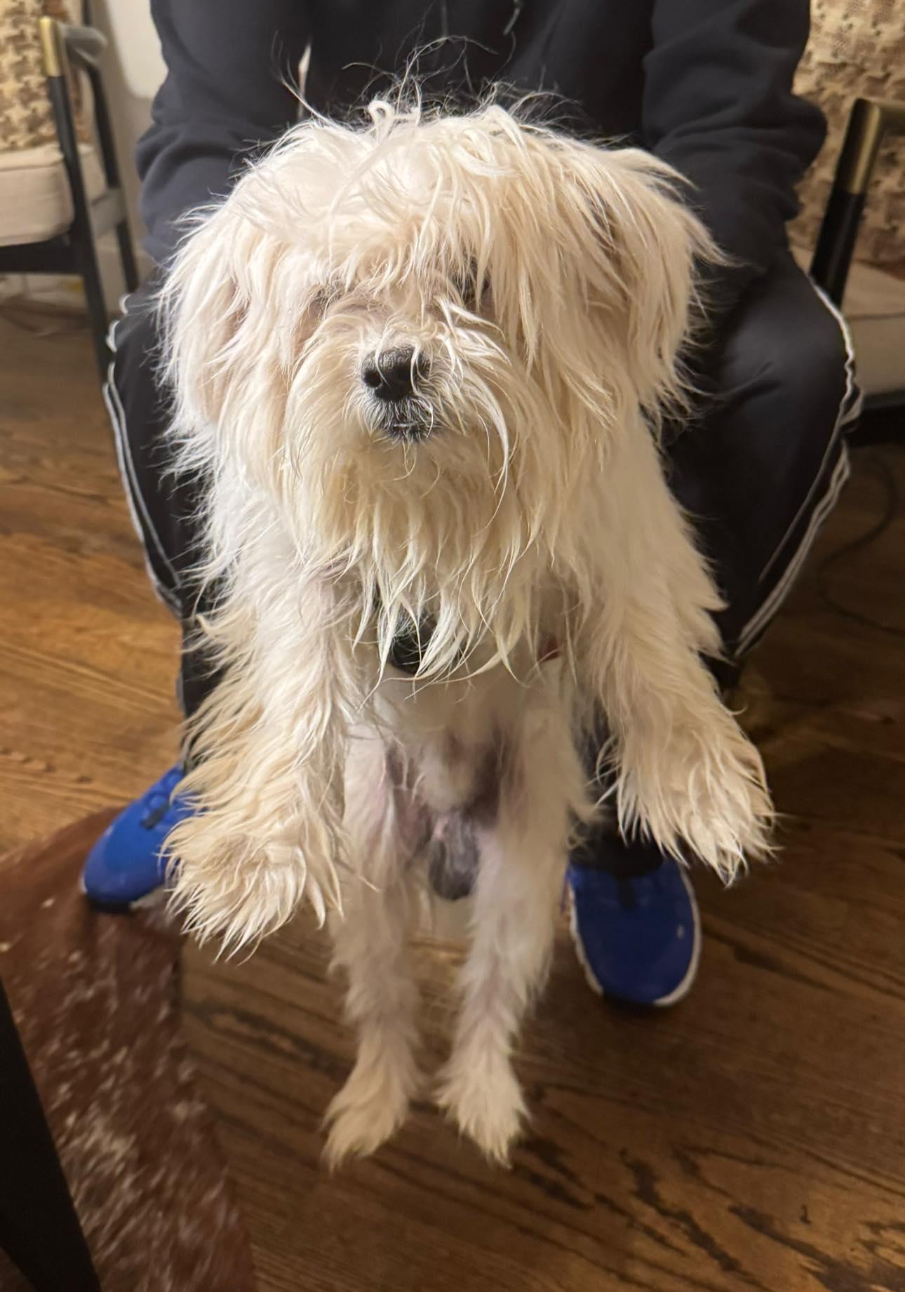 Bryce (Brice), a ADOPTABLE mixed breed in Matthews, NC image 2/2