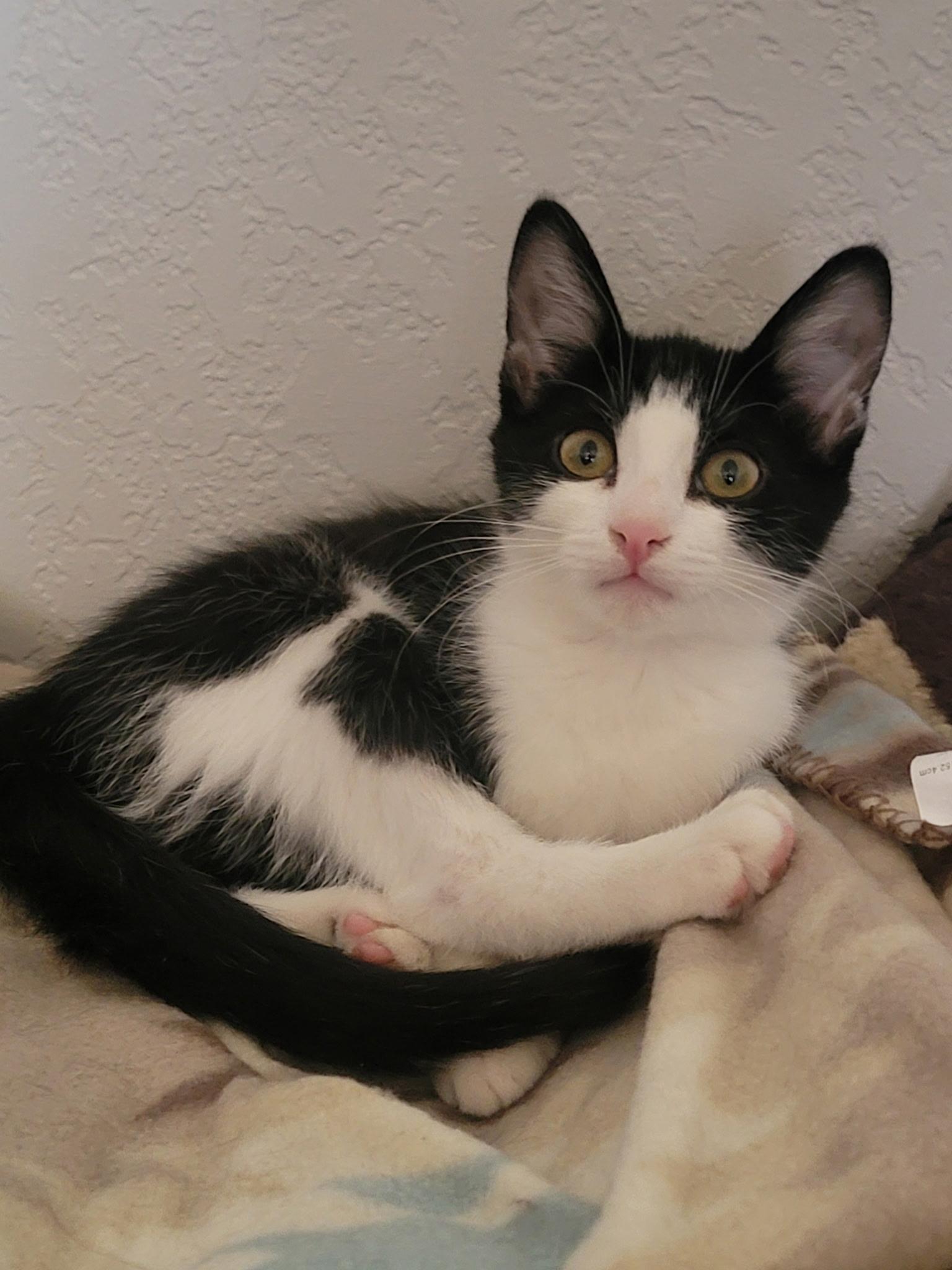 River, adopted, Kitten Male Tabby.