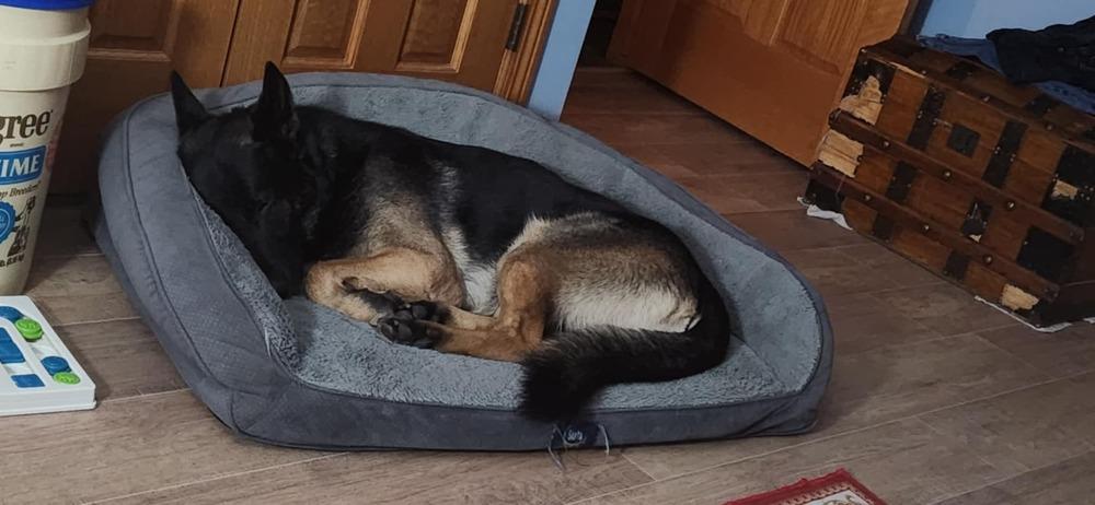 Luke (Madaac Guy), a Adoptable German Shepherd Dog in Suamico, WI image 1/3