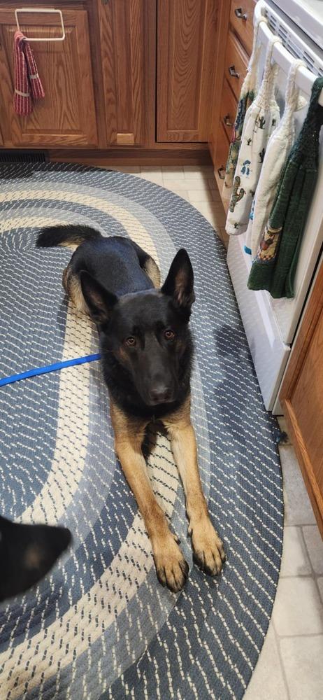 Luke (Madaac Guy), a Adoptable German Shepherd Dog in Suamico, WI image 2/3