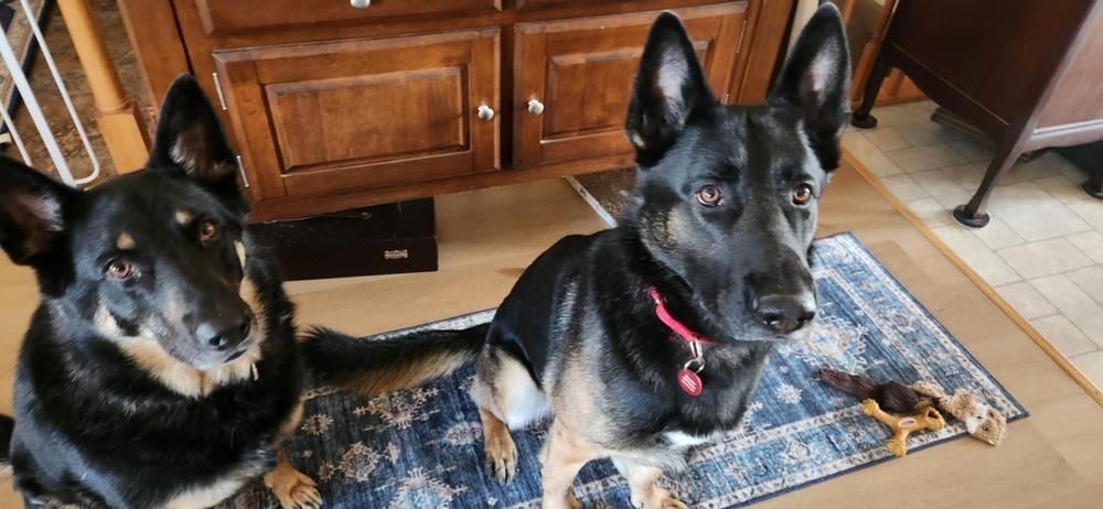 Luke (Madaac Guy), a Adoptable German Shepherd Dog in Suamico, WI image 3/3