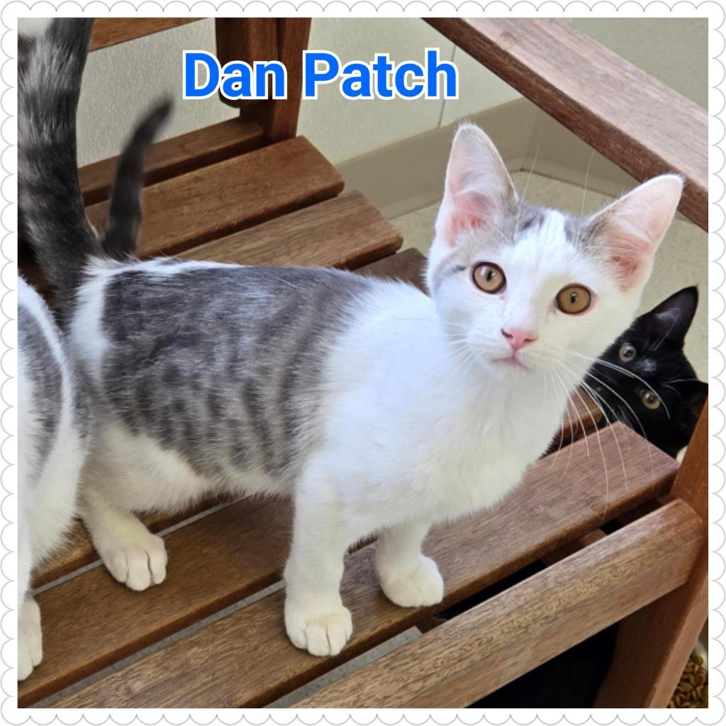 Dan Patch, Adoptable, Kitten Male Domestic Short Hair.