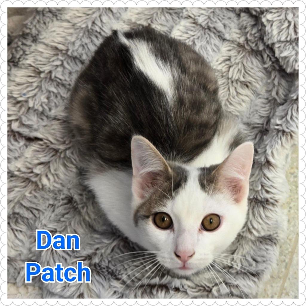 Enlarge Dan Patch, a Adoptable mixed breed in North Saint Paul, MN image 2/4