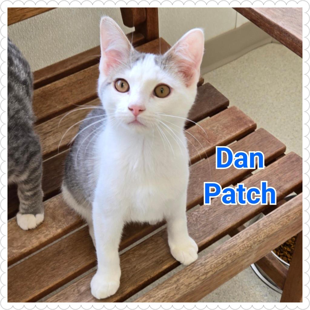 Enlarge Dan Patch, a Adoptable mixed breed in North Saint Paul, MN image 3/4