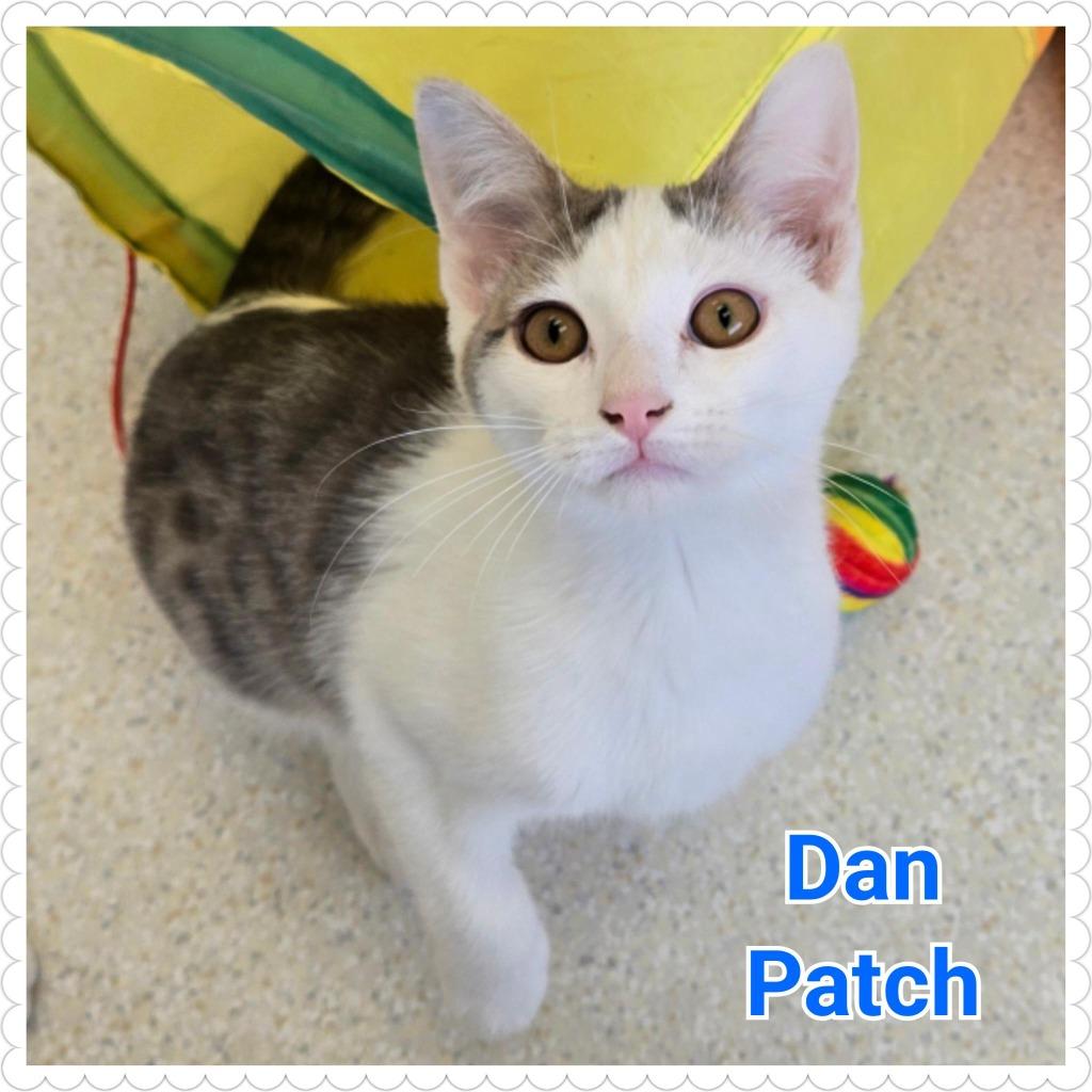 Enlarge Dan Patch, a Adoptable mixed breed in North Saint Paul, MN image 4/4