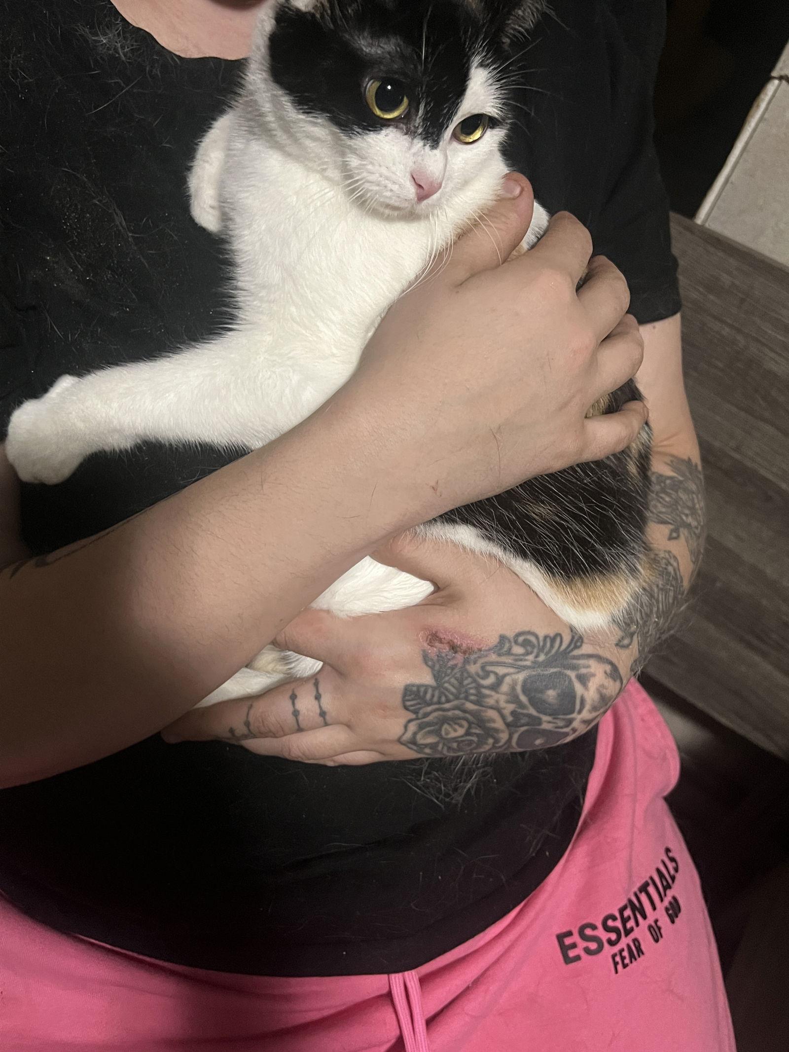 ESME, Adoptable, Kitten Female Domestic Short Hair.
