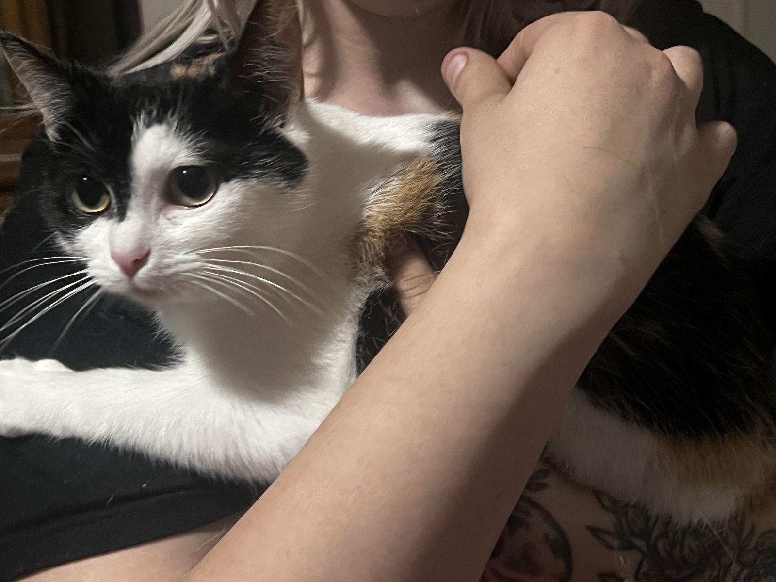 Enlarge ESME, a Adoptable Domestic Short Hair in Northfield, OH image 2/2