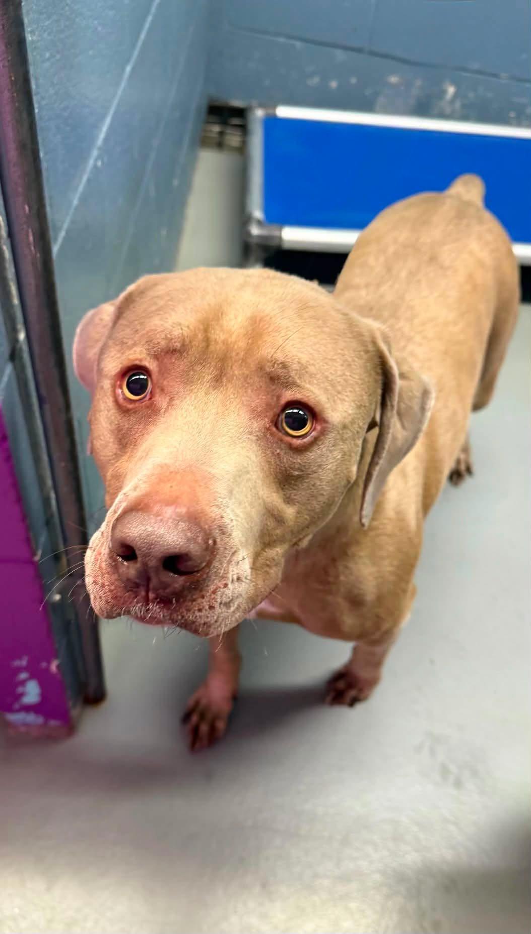 Blue, Adoptable, Young Male Pit Bull Terrier.