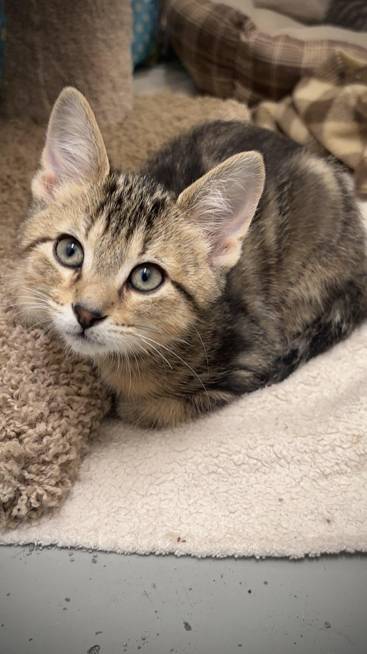 Enlarge Churro, an adopted Domestic Short Hair in Hayward, WI image 1/1