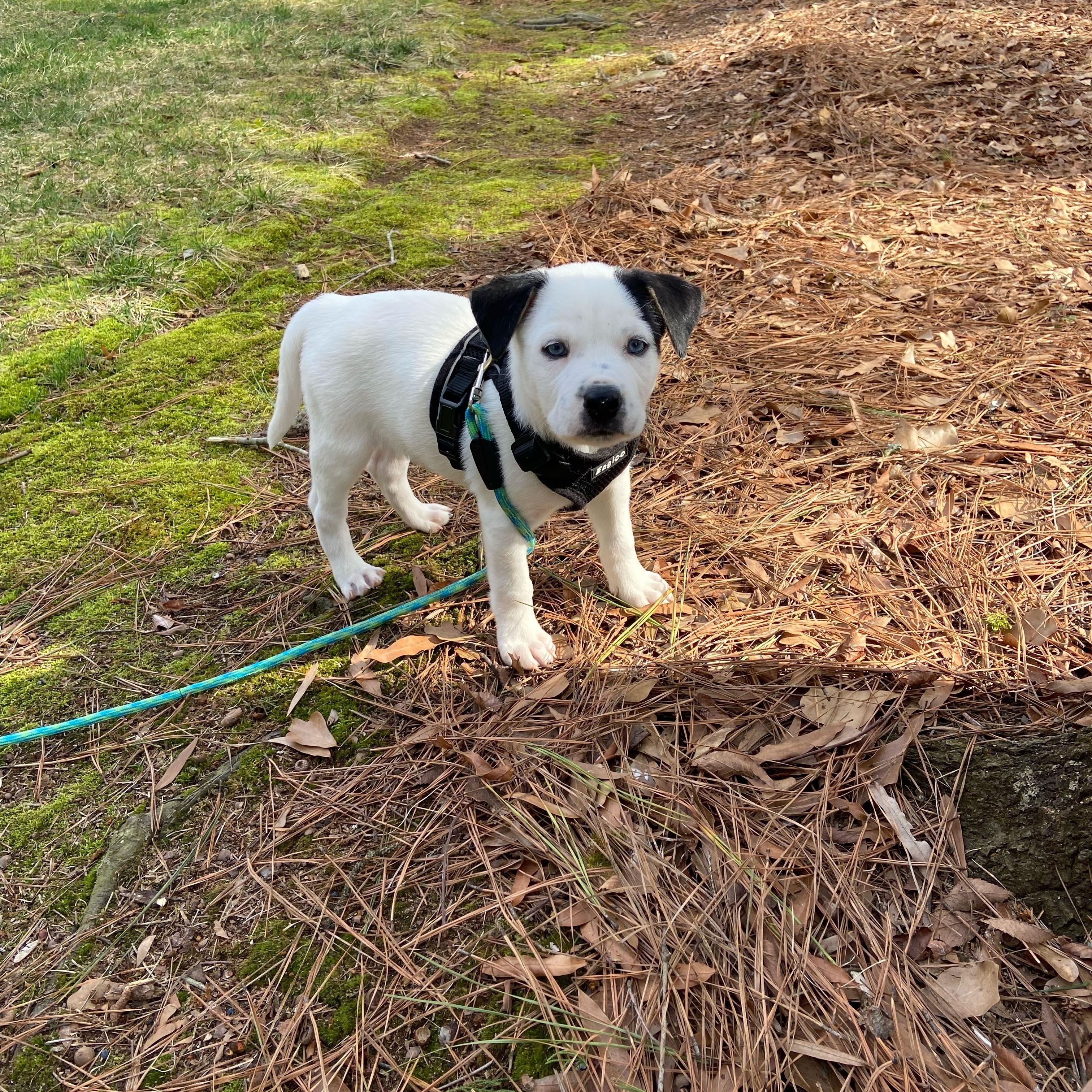 Enlarge Delilah, an adopted Mixed Breed in Charlotte, NC image 1/2
