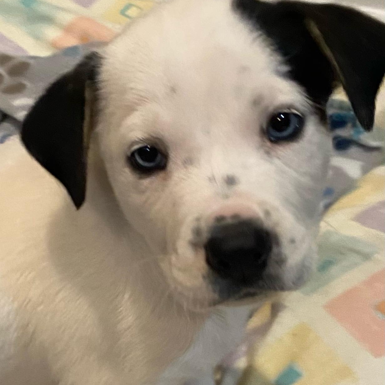 Enlarge Delilah, an adopted Mixed Breed in Charlotte, NC image 2/2