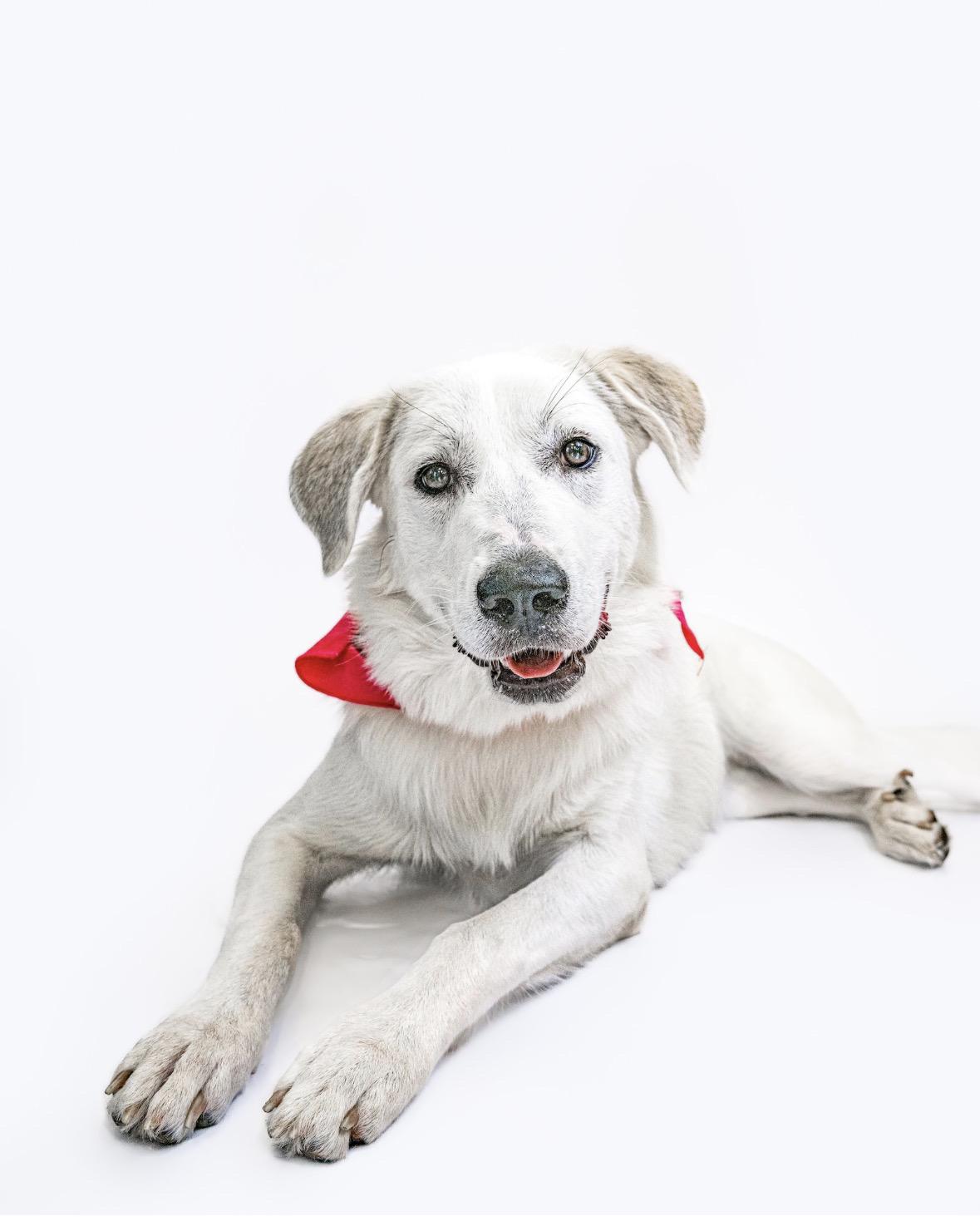 Lynn, a Adoptable Great Pyrenees in Itasca, IL image 3/6