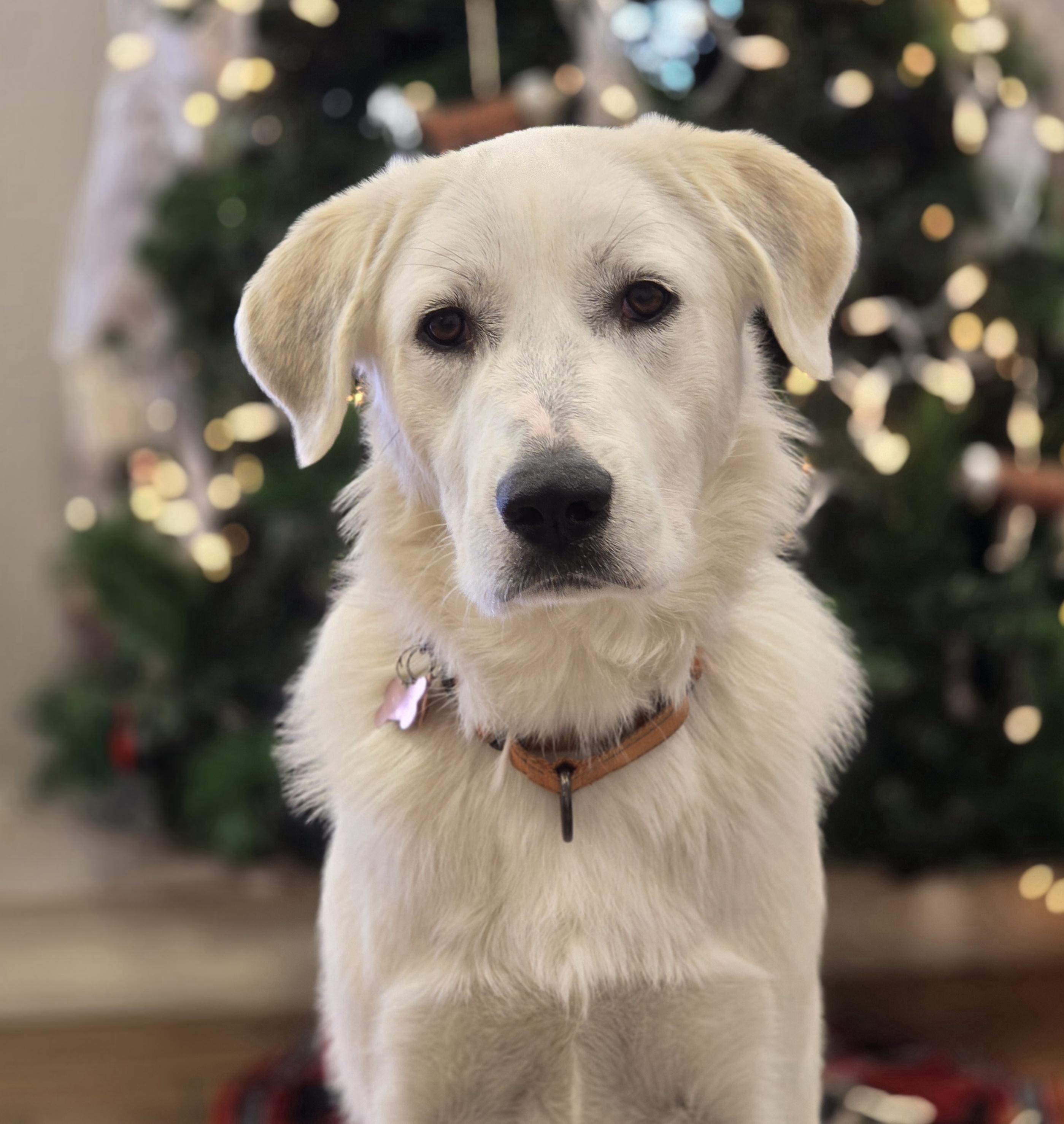 Lynn, a Adoptable Great Pyrenees in Itasca, IL image 1/6