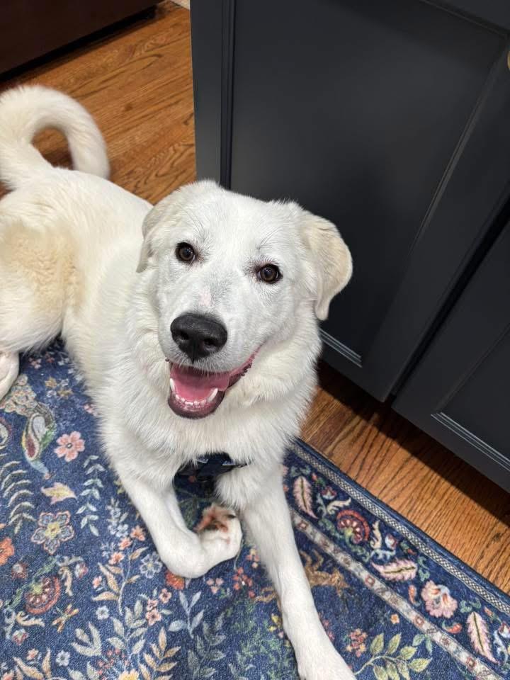 Lynn, a Adoptable Great Pyrenees in Itasca, IL image 5/6