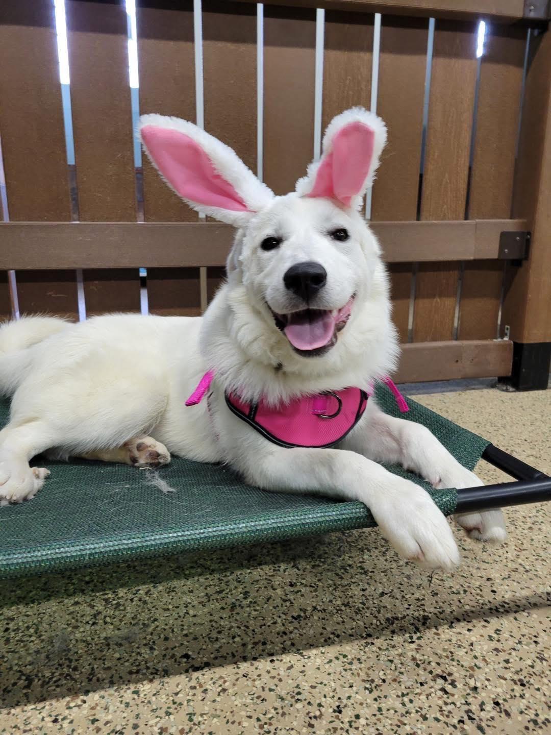 Lynn, Adoptable, Young Female Great Pyrenees.