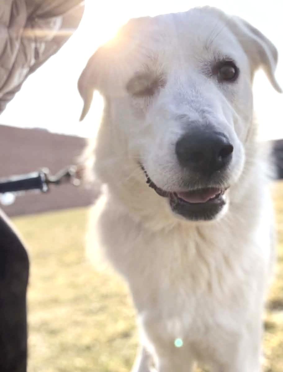 Enlarge Lynn, a Adoptable Great Pyrenees in Itasca, IL image 6/6
